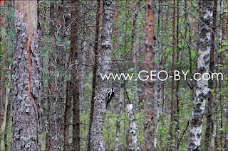 Puszcza(forest) Nalibocka: woodpecker hunting
