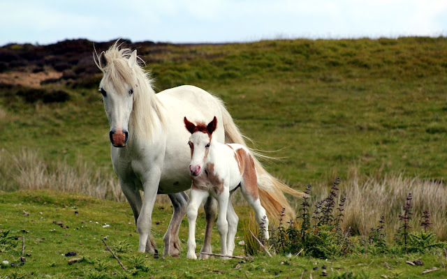 White Horse Wallpaper