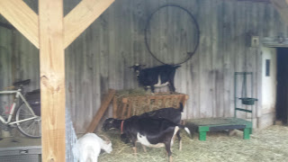 Goat standing in the hay manger