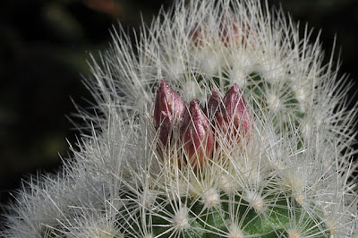 Acharagma roseana about to flower