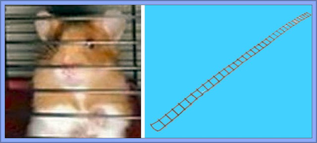 Jamie The Hamsters Ladder To Freedom