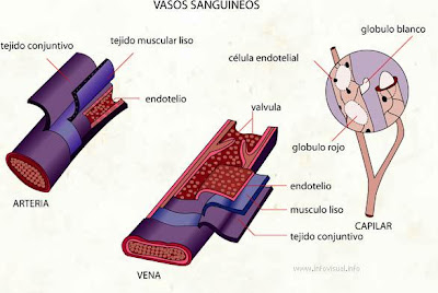 Vaso sanguineo 1