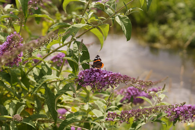 butterflies spotted in Norfolk in summer