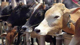 Chhattisgarh government to procure cow urine from Farmers
