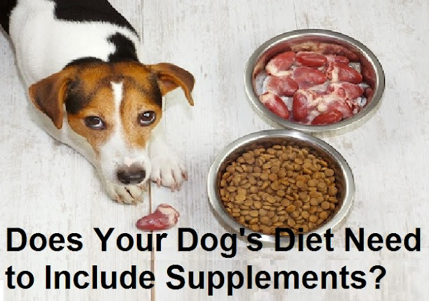 Does Your Dog's Diet Need to Include Supplements?