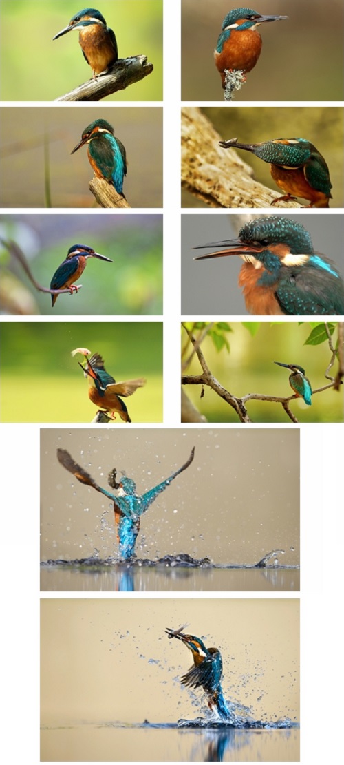 Kingfisher Birds Theme For Windows 7 And 8