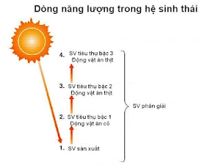 Dòng năng lượng trong hệ sinh thái