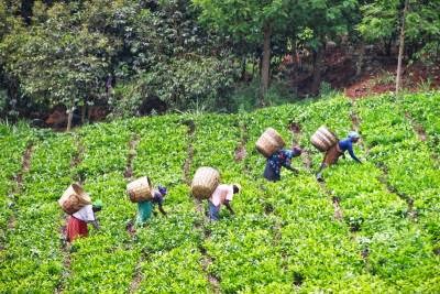 KENYA TEA AGRICULTURE