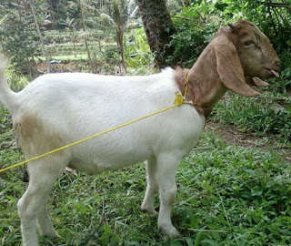 ternak kambing