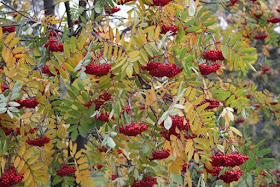 Mountain ash berries