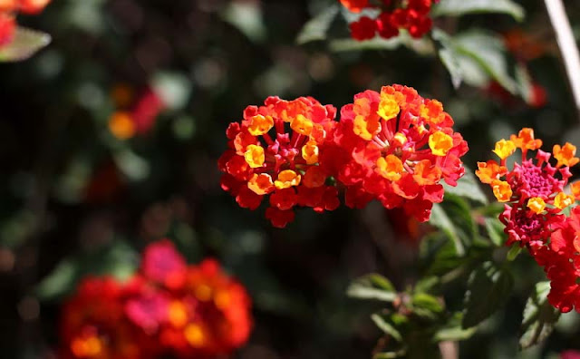 Lantana Flowers Pictures