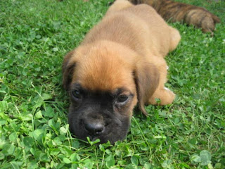 Mastiff Puppy Pictures