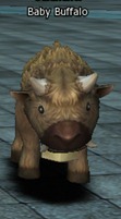 buffalo