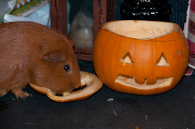 Halloween Guinea pig