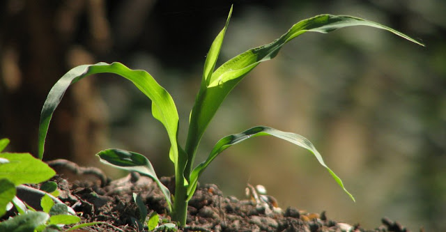 Plantas y botanica