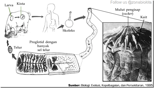 siklus hidup cacing pita