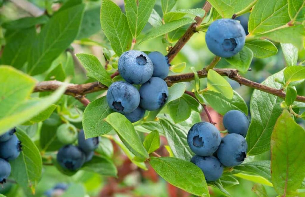 Zimbabwe blueberry sector