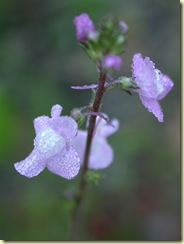 DSCN7457