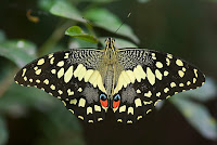 Papilio demoleus