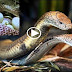 king cobra mating..