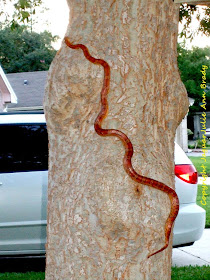 Red Rat Snake Climbing a Drake Elm Tree in Jacksonville Florida