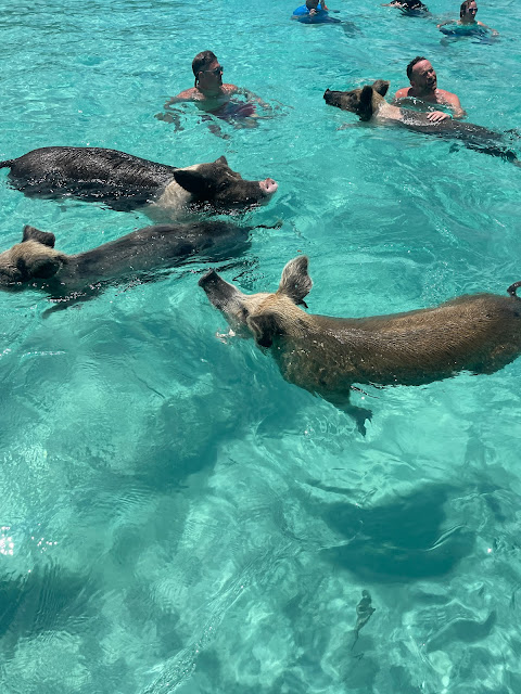 swimming with the pigs