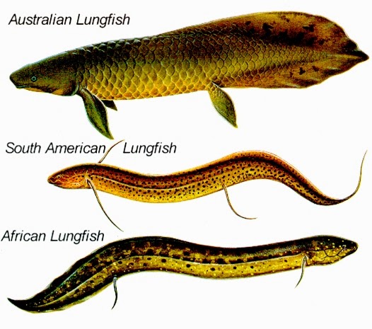 Kehebatan Ikan Paru-paru | LUNGFISH