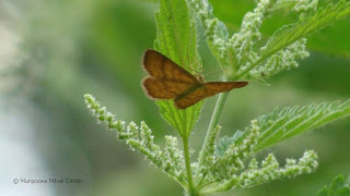 Idaea ochrata DSC173316