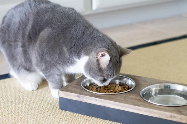 It's so easy to build this DIY raised pet feeder! Perfect idea for small dogs or cats. Get modern farmhouse style with black and wood tones.