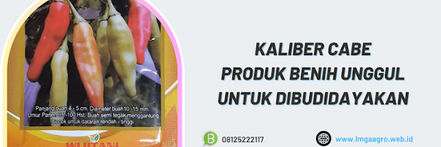 cabe kaliber,cabai kaliber,jogja agro lestari,budidaya cabe kaliber,cabe kaliber wijitani