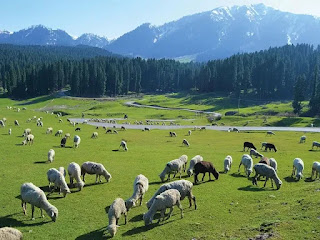 Highland pastoralism