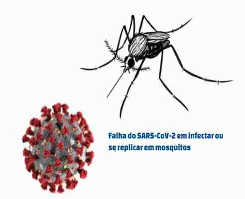 Falha do SARS-CoV-2 em infectar ou se replicar em mosquitos