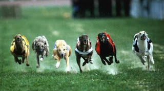 carrera de galgos 