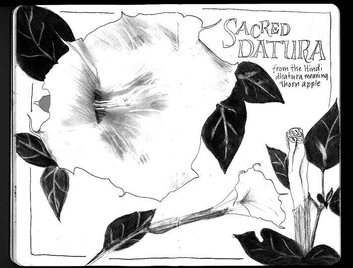 Sketching in Nature: Sacred Datura