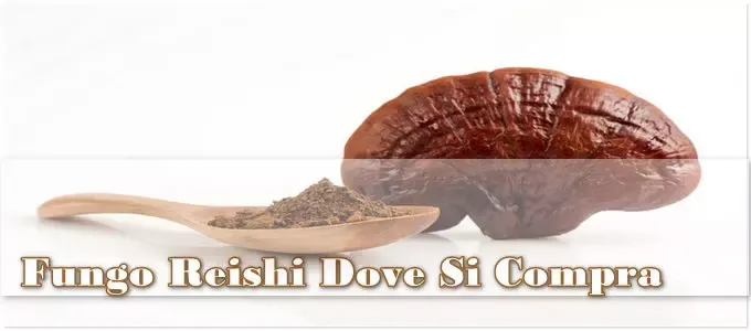 Fungo Reishi Dove Si Compra