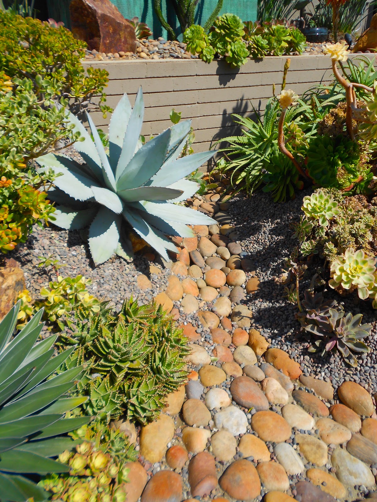 DEETER BUCKNER DESIGN, LLC: Cactus  Succulent Gardens at Their Best!