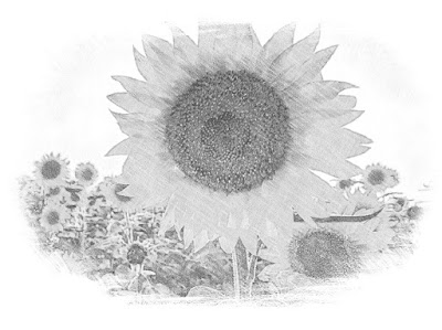 sketsa gambar bunga matahari simple