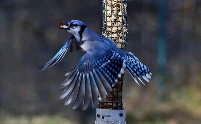 The Blue Jay Bird