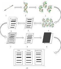 Understanding How DNA Fingerprinting Is Done