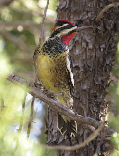 Red-naped Sapsucker