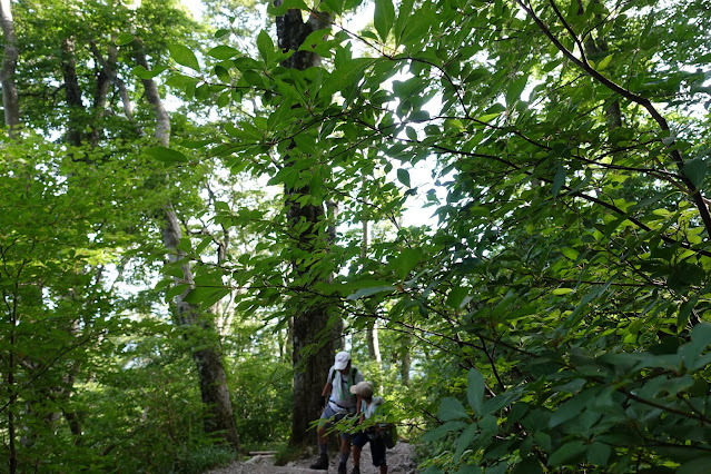 8月の大山夏山登山道