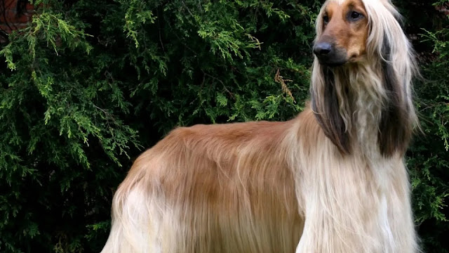 Afghan Hound