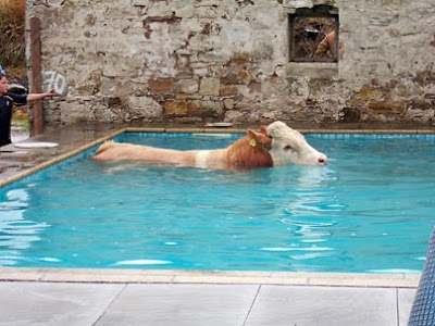 Funny swimming pictures