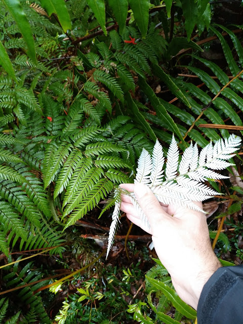 Helechos plateados en Carretera Austral, Parque Pumalín, Chile