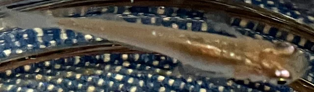 魔王メダカ 稚魚 259日目