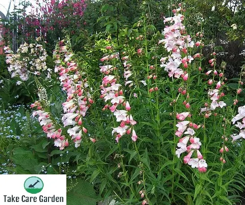 Penstemon x gloxinioides: A Hardy Perennial for Your Landscape