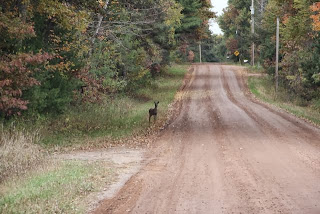 photo of whitetail doe (closer)      