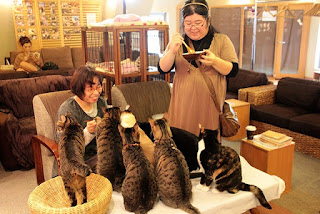 Kafe Kucing di Jepang