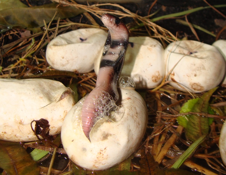 Indian spectacled cobra