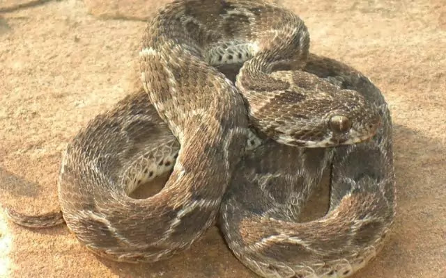 Top 10 Most Venomous Snakes in the World
